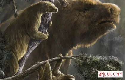 Informasi Beruang Beautynesia