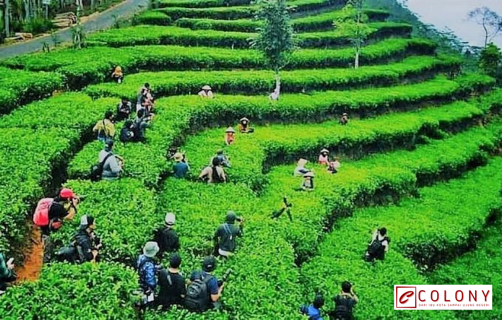 Kebun Teh Nglinggo Kulon Progo