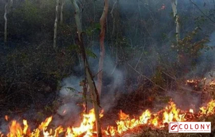 kemarau panjang dan kebakaran hutan