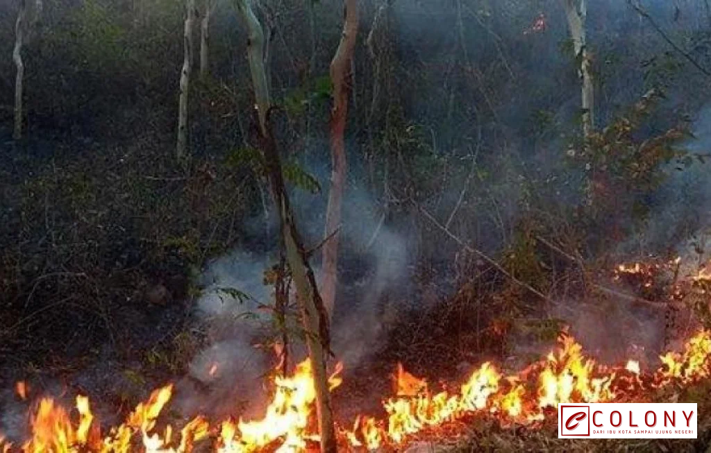 kemarau panjang dan kebakaran hutan