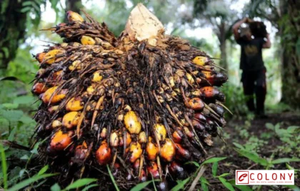 minyak sawit US$ 1.300