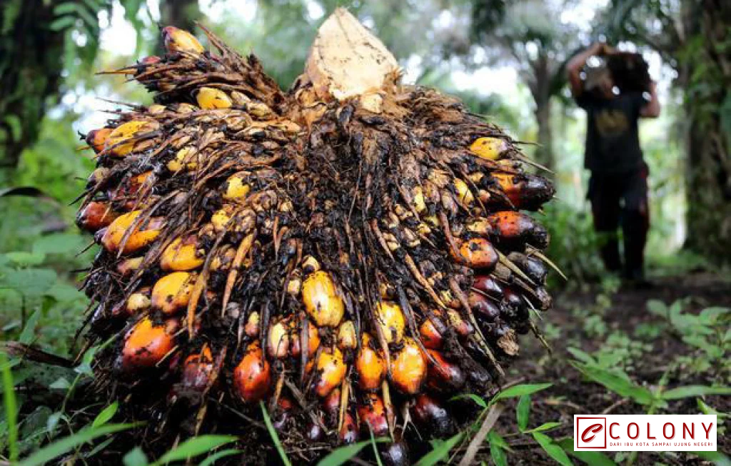 minyak sawit US$ 1.300