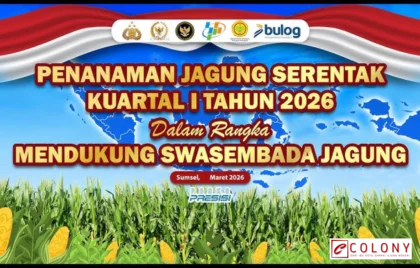 penanaman jagung kuartal I 2026