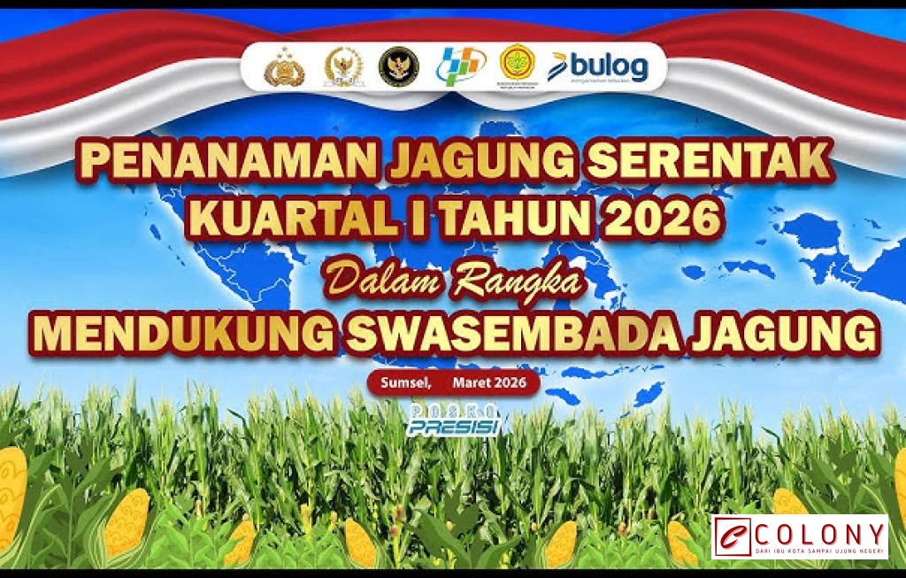 penanaman jagung kuartal I 2026
