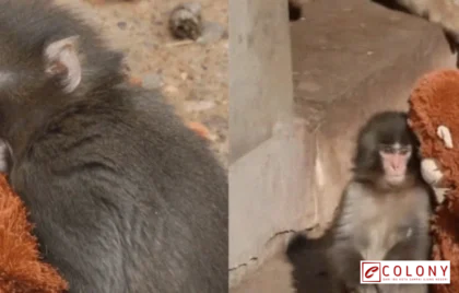 peta internet global 2026