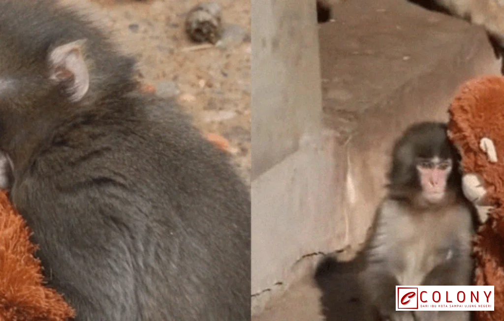 peta internet global 2026