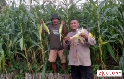 Polisi Panen Jagung Bogor