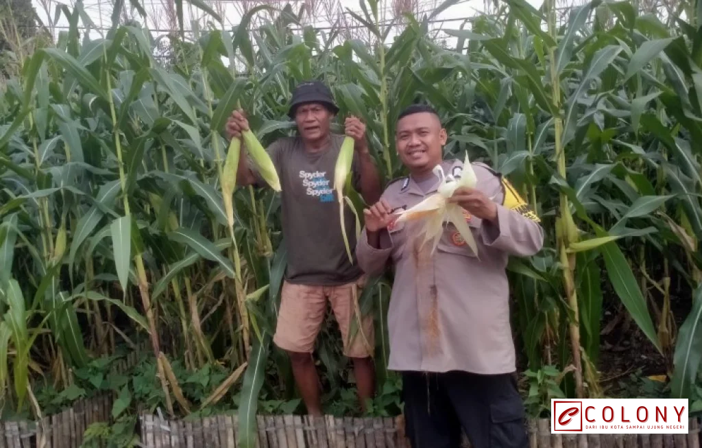 Polisi Panen Jagung Bogor