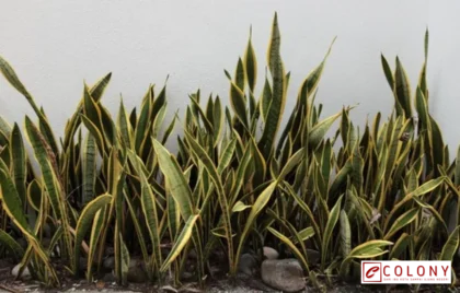 tanaman pengusir ular di rumah