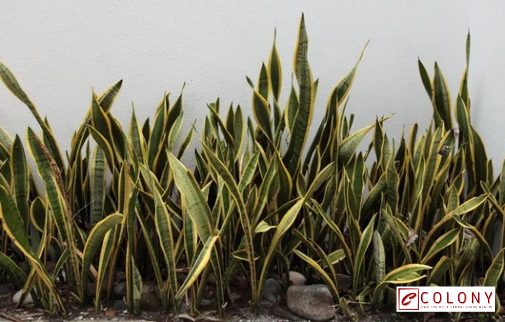 tanaman pengusir ular di rumah