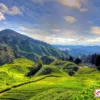 Cameron Highlands Wisata Dataran Tinggi