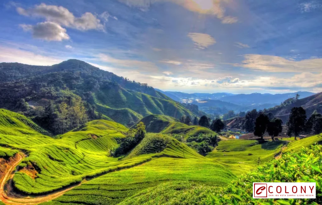 Cameron Highlands Wisata Dataran Tinggi