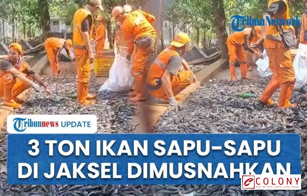 ikan sapu-sapu dimusnahkan