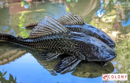 ikan sapu-sapu merugikan