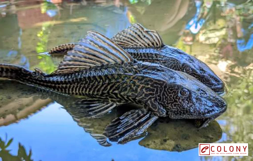 ikan sapu-sapu merugikan