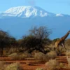 Kilimanjaro, Atap Afrika dengan Puncak Bersalju di Jantung Tanzania