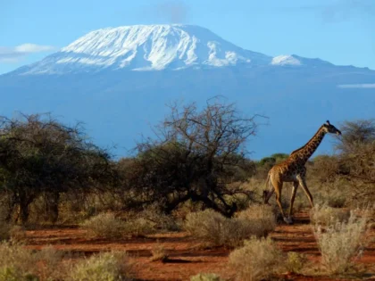 Kilimanjaro, Atap Afrika dengan Puncak Bersalju di Jantung Tanzania