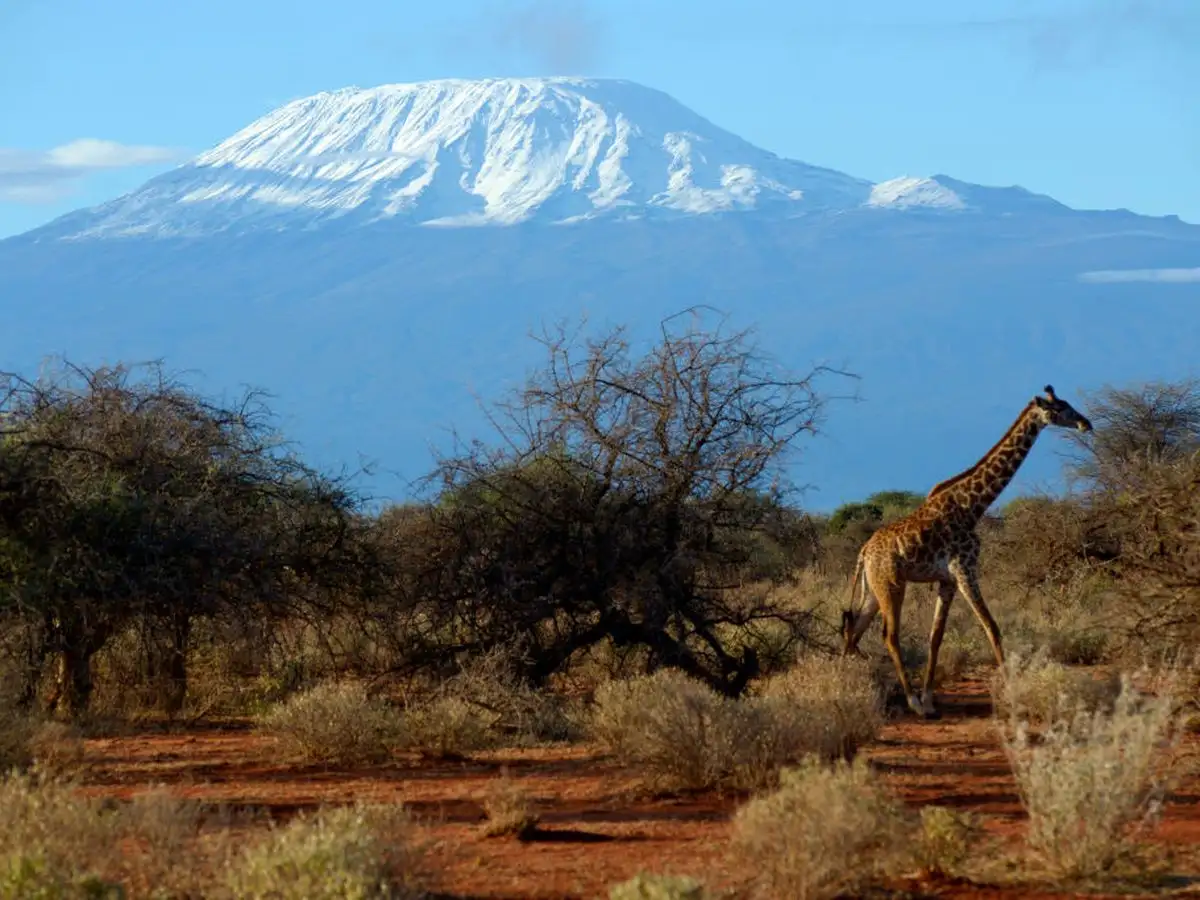 Kilimanjaro, Atap Afrika dengan Puncak Bersalju di Jantung Tanzania